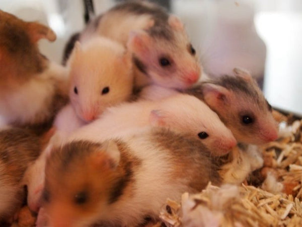 Foderboxen Skovlunde: Guldhamster til dit nye kæledyr